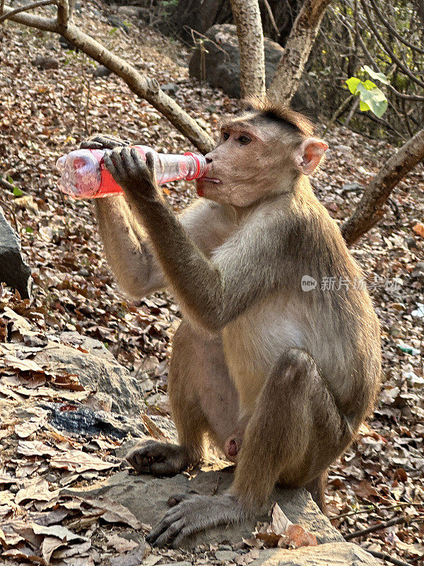 印度马哈拉施特拉邦孟买，恒河猴(Macaca mulatta)坐在岩石林地里，用两只手拿着塑料瓶喝苏打水